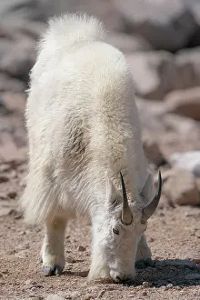 Minerals: Mountain goat eating minerals from the rocky surface