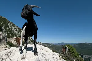 Gorges: Mountain goat, Gorges du Verdon, Provence