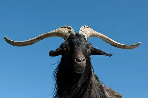 Gorges: Mountain goat, Gorges du Verdon, Provence