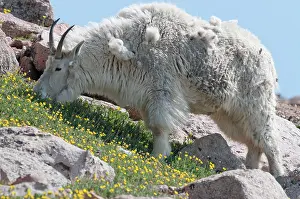 Oreamnos: Mountain Goat - grazing on steep slope