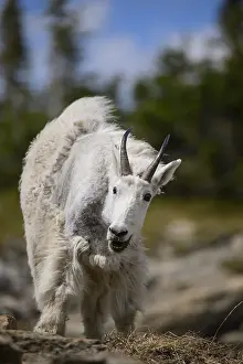 Oreamnos: Mountain Goat grazing in summer molt - Mountain