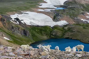 Kids: Mountain Goat herd (Oreamnos americanus) in the