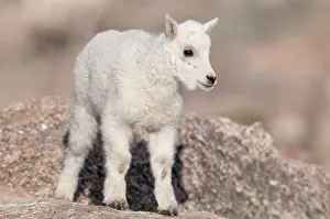 Oreamnos: Mountain Goat - kid standing on rock