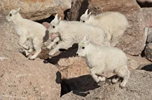 Kids: Mountain Goat - Four kids jumping over rocks