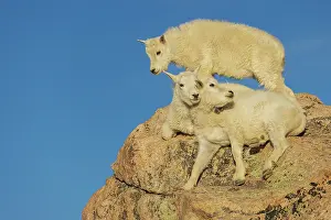 Goat: Mountain goat kids playing in the alpine country of Colorado