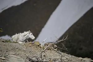 Moulting: Mountain Goat laying in summer molt - Mountain Goat