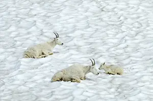 Oreamnos: Mountain Goat - lying down in snow