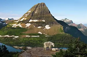 Nanny: Mountain Goat - nanny and kid lying down overlooking