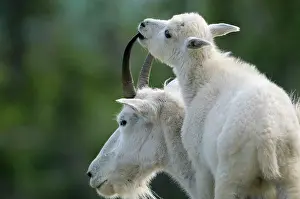 Oreamnos: Mountain Goat - nanny with young kid