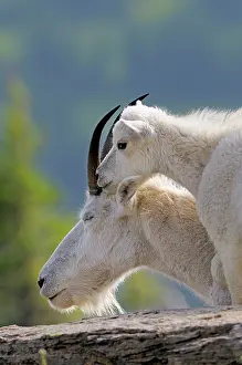 Oreamnos: Mountain Goat - nanny with young kid