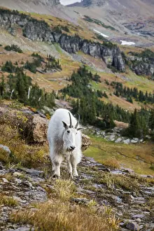 Oreamnos: Mountain Goat (Oreamnos americanus). Northern Rockies