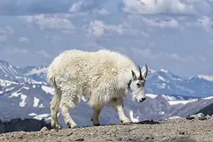 Oreamnos: Mountain Goat - Oreamnos americanUS female in summer