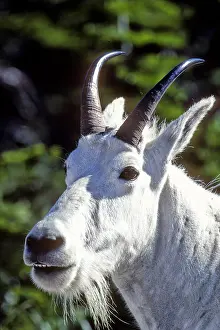 Mary: Mountain Goat, Oreamnos americanus, In Glacier