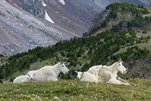 Kids: Mountain Goat (Oreamnos americanus) nannies and