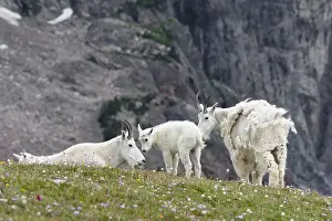 Kids: Mountain Goat (Oreamnos americanus) nannies and