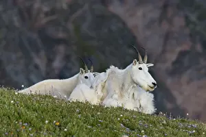 Kids: Mountain Goat (Oreamnos americanus) nannies and