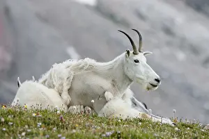 Kids: Mountain Goat (Oreamnos americanus) nanny and kid