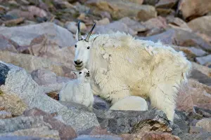 Kids: Mountain Goat (Oreamnos americanus) nanny and kid