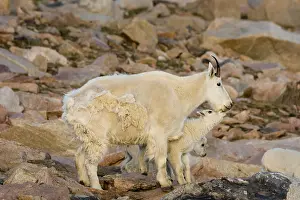 Kids: Mountain Goat (Oreamnos americanus) nanny and kids