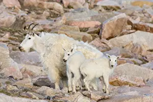Kids: Mountain Goat (Oreamnos americanus) nanny and kids