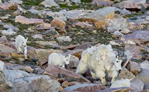 Kids: Mountain Goat (Oreamnos americanus) nanny with young