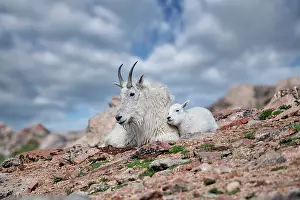 Oreamnos: Mountain Goat, Oreamnos americanus in summer. Femaile and y