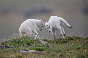 Oreamnos: Mountain Goat, Oreamnos americanus in summer. A large hoofe