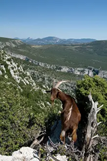 Gorges: Mountain goat overlooking the Gorges du