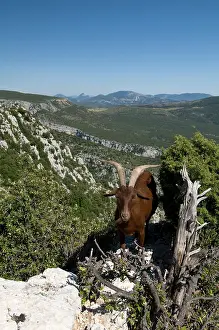 Gorges: Mountain goat overlooking the Gorges du
