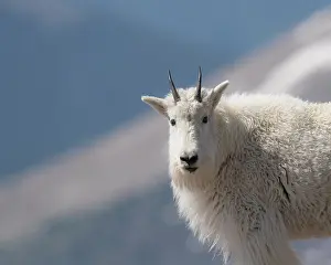Goat: Mountain goat, Rocky Mountain goat, Mount Evans