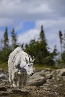 Oreamnos: Mountain Goat standing in summer molt - Mountain