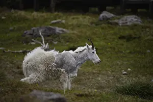 Oreamnos: Mountain Goat standing in summer molt - Mountain