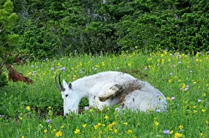 Wallow: Mountain Goat - using dirt wallow