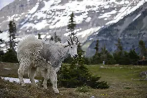 Oreamnos: Mountain Goat walking in summer molt - Mountain