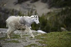 Oreamnos: Mountain Goat walking in summer molt - Mountain