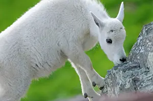 Oreamnos: Mountain Goat - young kid