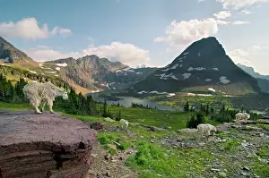 Oreamnos: Mountain Goats