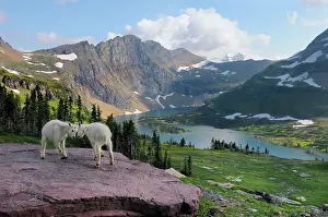 Kids: Mountain Goats - kids playing
