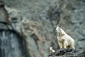 Kids: Mountain Goats mother and young Coast Mountains