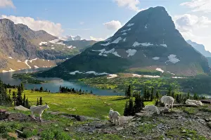 Oreamnos: Mountain Goats - near Hidden Lake and Bearhat Mountain