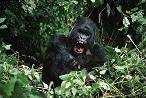 Berengei: Mountain Gorilla
