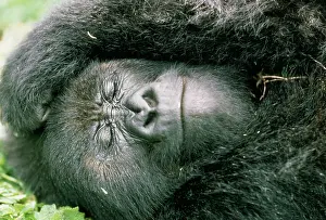 Yann Arthus-bertrand: Mountain Gorilla