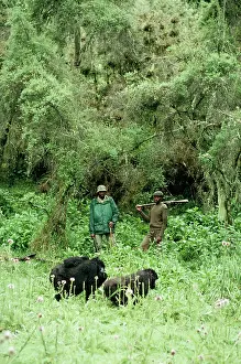 Guns: Mountain Gorilla