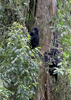 Authority: Mountain Gorilla