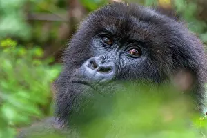 Rwanda: Mountain Gorilla