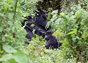 Authority: Mountain Gorilla
