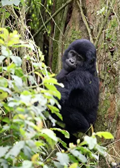 Authority: Mountain Gorilla