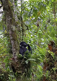 Authority: Mountain Gorilla