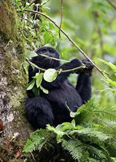 Bwindi: Mountain Gorilla