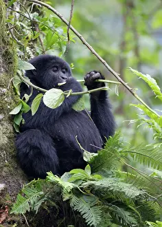 Bwindi: Mountain Gorilla
